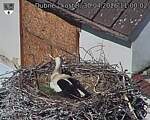 Capi_Dubne_20260430_110002.jpg