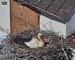 Capi_Dubne_20260430_111503.jpg