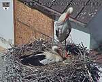 Capi_Dubne_20260430_115002.jpg