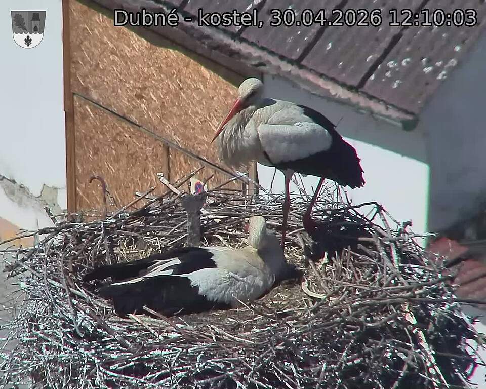 Capi_Dubne_20260430_121003.jpg (1350&nbsp;x&nbsp;1080)