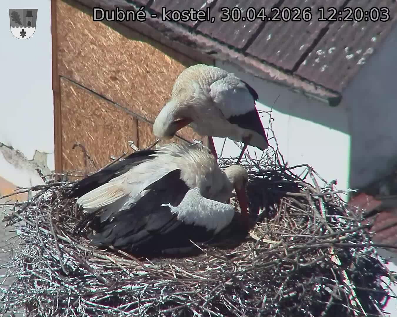 Capi_Dubne_20260430_122003.jpg (1350&nbsp;x&nbsp;1080)