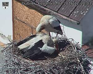 Capi_Dubne_20260430_122003.jpg (1350&nbsp;x&nbsp;1080)