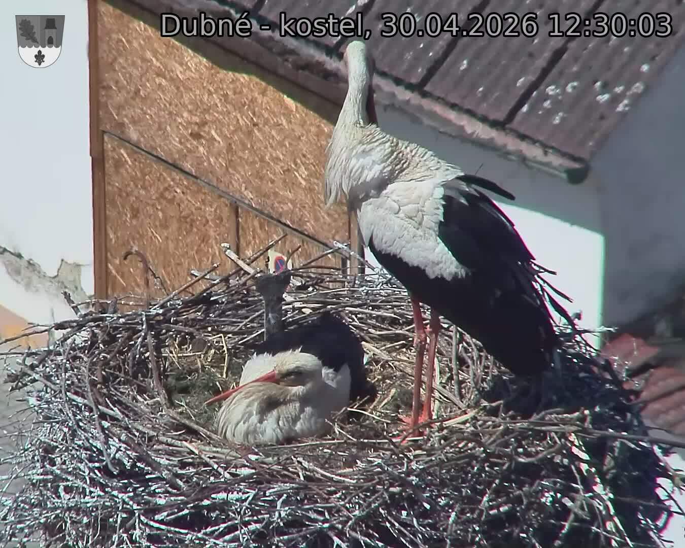 Capi_Dubne_20260430_123003.jpg (1350&nbsp;x&nbsp;1080)
