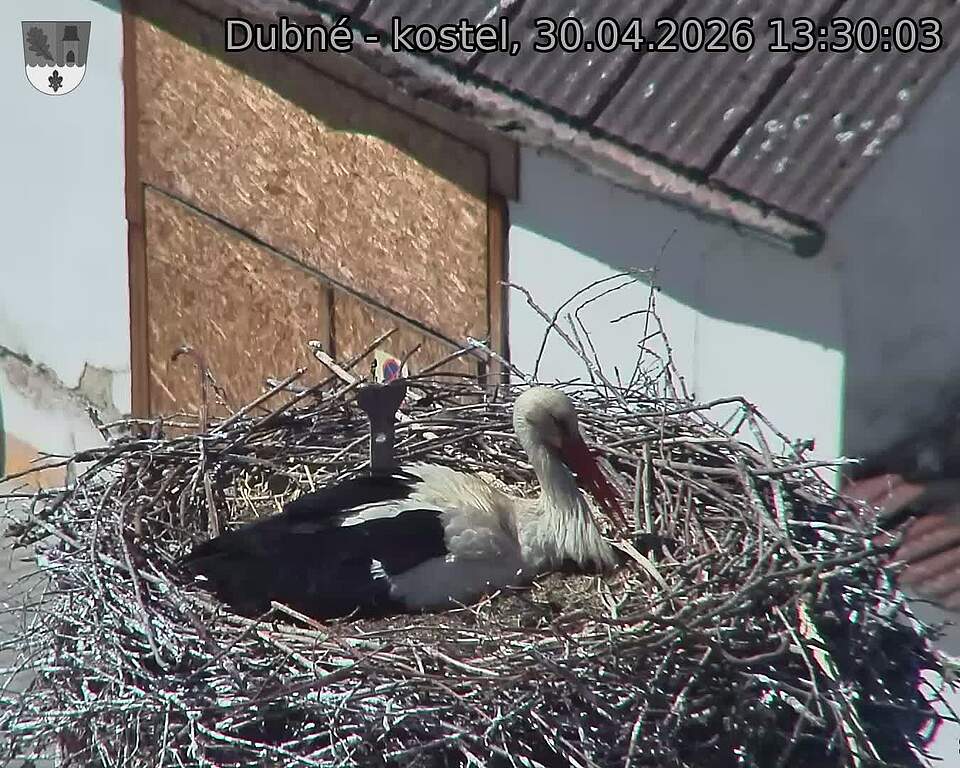 Capi_Dubne_20260430_133003.jpg (1350&nbsp;x&nbsp;1080)