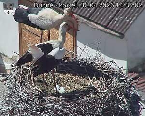 Capi_Dubne_20260430_143502.jpg (1350&nbsp;x&nbsp;1080)