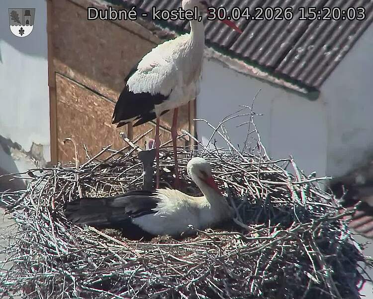 Capi_Dubne_20260430_152003.jpg (1350&nbsp;x&nbsp;1080)