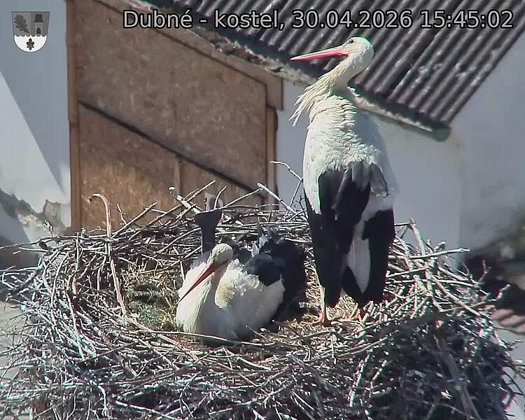 Capi_Dubne_20260430_154502.jpg (1350&nbsp;x&nbsp;1080)