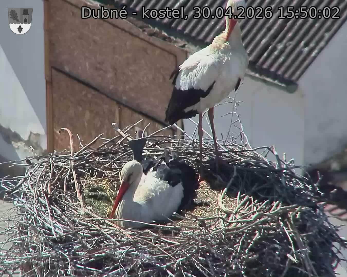 Capi_Dubne_20260430_155002.jpg (1350&nbsp;x&nbsp;1080)