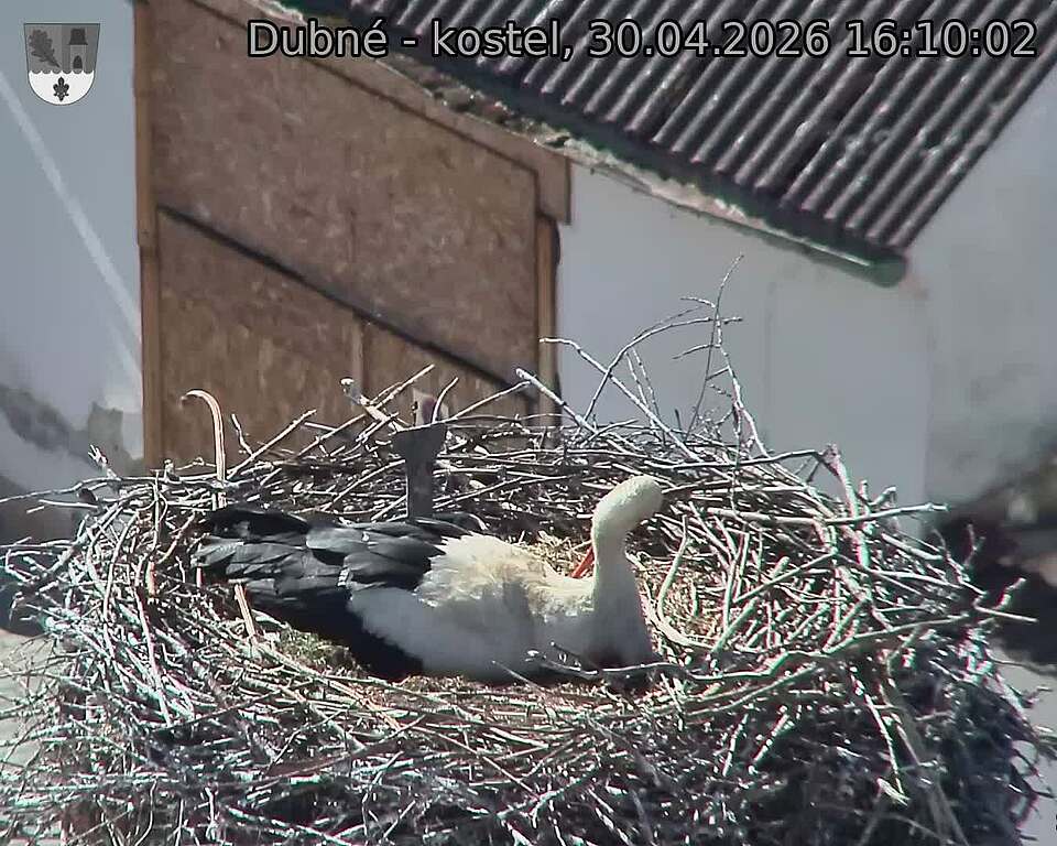 Capi_Dubne_20260430_161002.jpg (1350&nbsp;x&nbsp;1080)