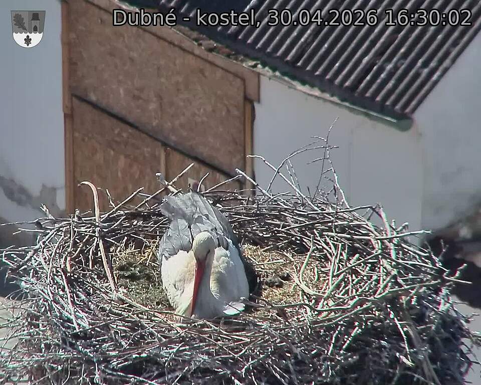 Capi_Dubne_20260430_163003.jpg (1350&nbsp;x&nbsp;1080)