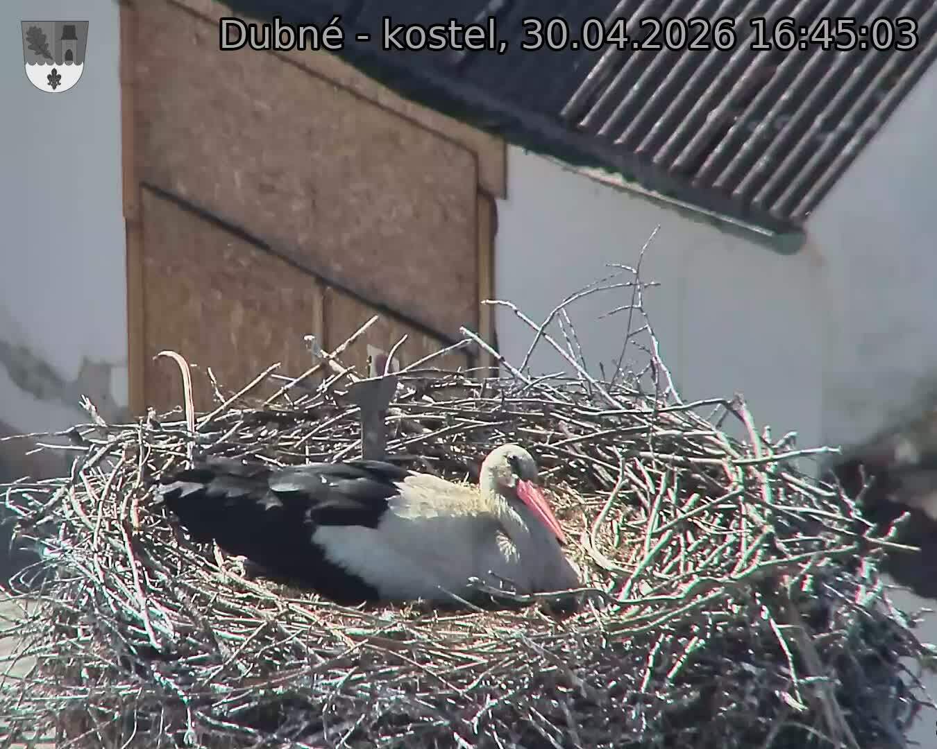 Capi_Dubne_20260430_164503.jpg (1350&nbsp;x&nbsp;1080)