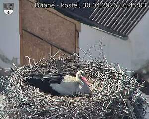 Capi_Dubne_20260430_164503.jpg (1350&nbsp;x&nbsp;1080)