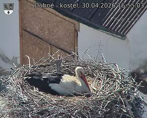 Capi_Dubne_20260430_165503.jpg (1350&nbsp;x&nbsp;1080)