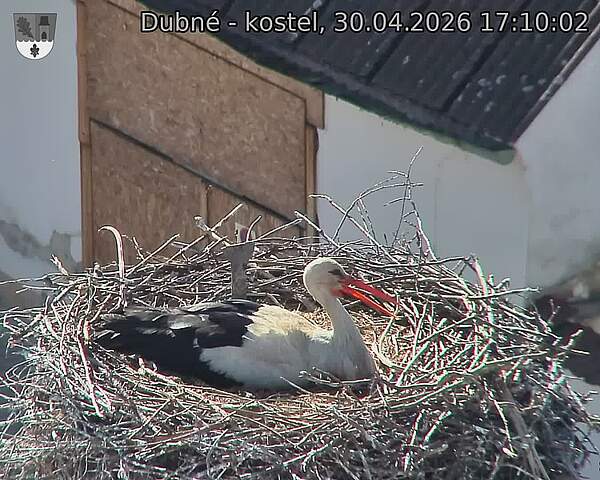 Capi_Dubne_20260430_171002.jpg (1350&nbsp;x&nbsp;1080)