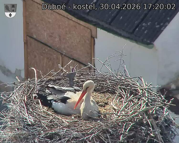 Capi_Dubne_20260430_172002.jpg (1350&nbsp;x&nbsp;1080)