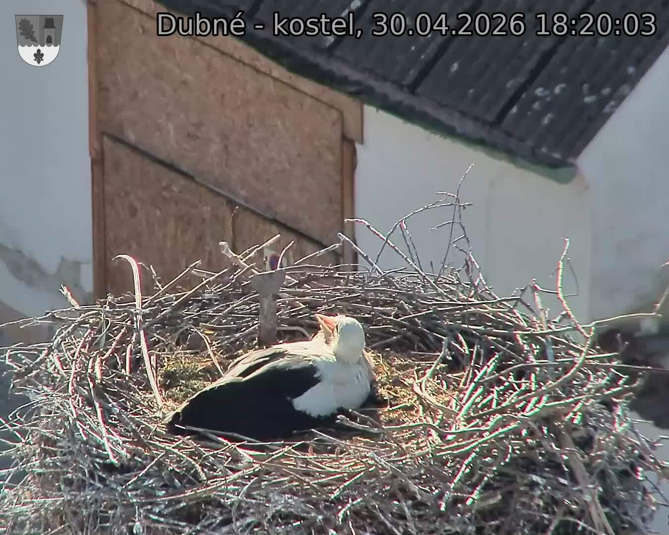 Capi_Dubne_20260430_182003.jpg (1350&nbsp;x&nbsp;1080)