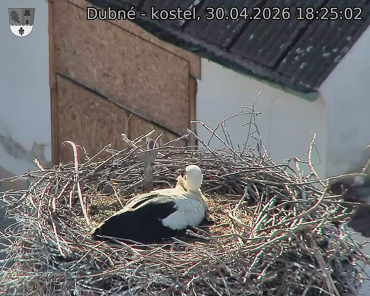 Capi_Dubne_20260430_182502.jpg (1350&nbsp;x&nbsp;1080)