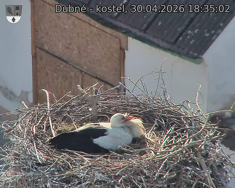 Capi_Dubne_20260430_183502.jpg (1350&nbsp;x&nbsp;1080)