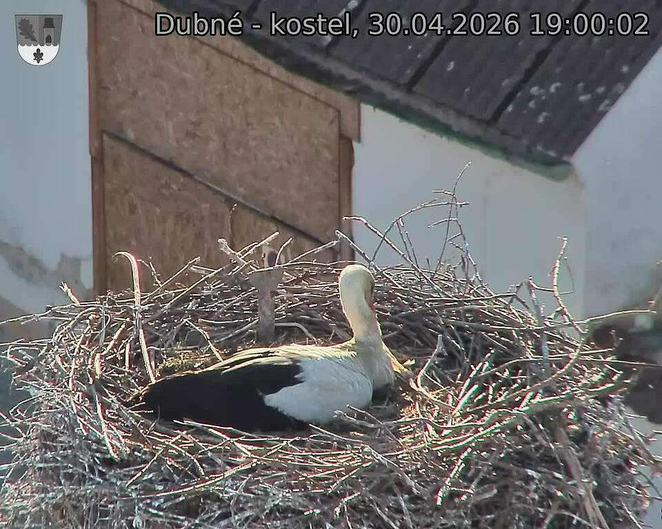 Capi_Dubne_20260430_190002.jpg (1350&nbsp;x&nbsp;1080)