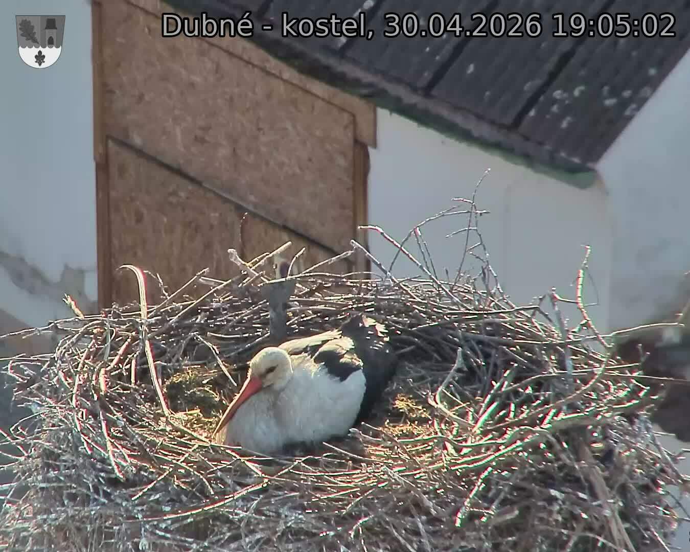 Capi_Dubne_20260430_190502.jpg (1350&nbsp;x&nbsp;1080)