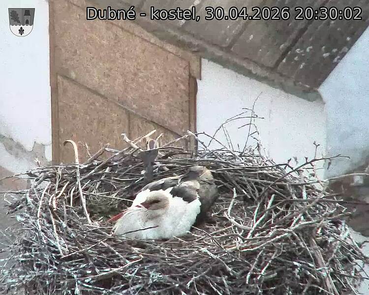 Capi_Dubne_20260430_203002.jpg (1350&nbsp;x&nbsp;1080)