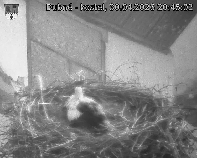 Capi_Dubne_20260430_204502.jpg (1350&nbsp;x&nbsp;1080)