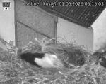 Capi_Dubne_20260501_051503.jpg