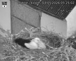 Capi_Dubne_20260501_052502.jpg