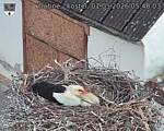 Capi_Dubne_20260501_054003.jpg