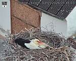 Capi_Dubne_20260501_054503.jpg