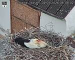 Capi_Dubne_20260501_060002.jpg