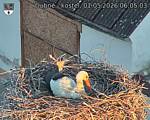 Capi_Dubne_20260501_060503.jpg