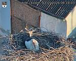 Capi_Dubne_20260501_061003.jpg