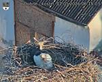 Capi_Dubne_20260501_061503.jpg