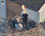 Capi_Dubne_20260501_062504.jpg