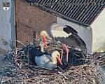Capi_Dubne_20260501_063004.jpg