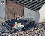 Capi_Dubne_20260501_063503.jpg