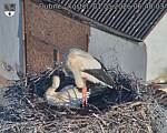 Capi_Dubne_20260501_064003.jpg