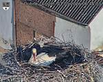 Capi_Dubne_20260501_064503.jpg