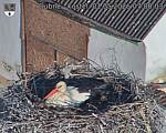 Capi_Dubne_20260501_070003.jpg