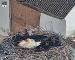 Capi_Dubne_20260501_070503.jpg