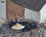 Capi_Dubne_20260501_071004.jpg