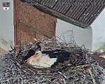 Capi_Dubne_20260501_075003.jpg