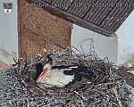 Capi_Dubne_20260501_080002.jpg
