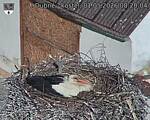 Capi_Dubne_20260501_082004.jpg