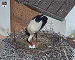 Capi_Dubne_20260501_083503.jpg