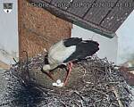 Capi_Dubne_20260501_084003.jpg