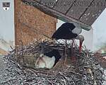 Capi_Dubne_20260501_085003.jpg