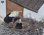 Capi_Dubne_20260501_091503.jpg
