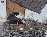 Capi_Dubne_20260501_092503.jpg